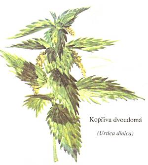 kopriva-dvoudoma300.jpg